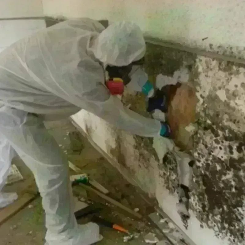 Mold Remediation and Removal in Stigler, OK